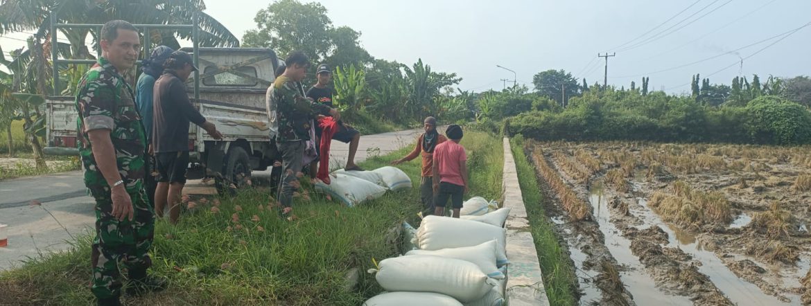 Personil Koramil 1609 Juntinyuat Indramayu Melakukan Monitoring Panen dan Serapan Gabah 