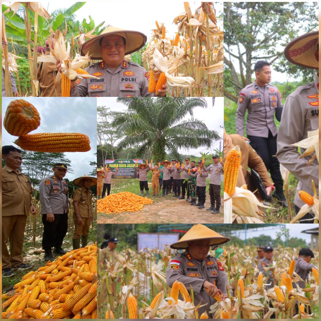 Panen Raya Jagung Perdana, Langkah Polres Sintang Wujudkan Swasembada Pangan