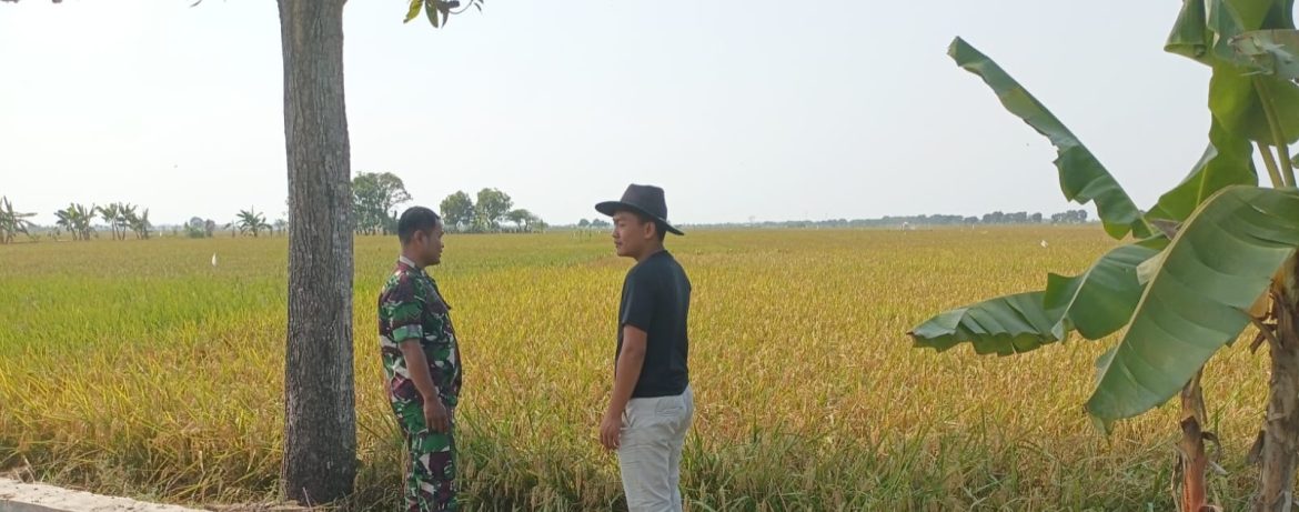 Babainsa Koramil 1605 Sukagumiwang Indramayu Adakan Monitoring dan Pendampingan Panen Padi di Desa Manguntara 