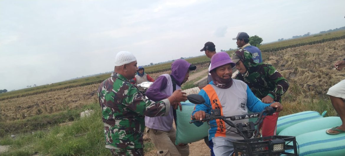 Babinsa Koramil 1603 Lohbener Indramayu Melakukan Pendampingan Pertanian Desa Sukadadi