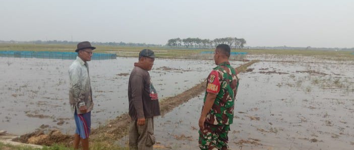 Babinsa Koramil 1603 Lohbener Indramayu Monitoring Pendampingan Pertanian Pasca Panen Desa Larangan 