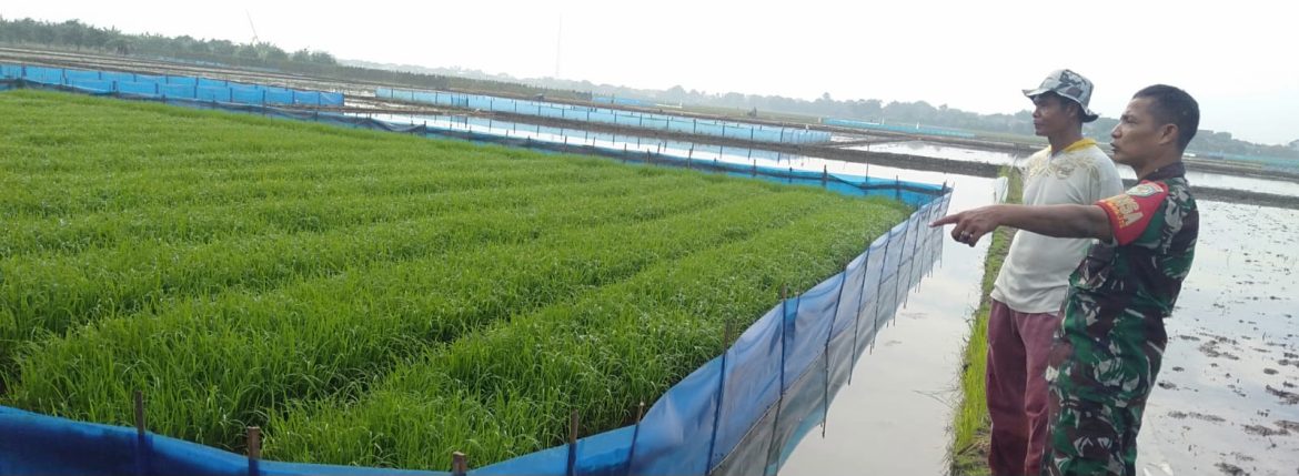 Babinsa Koramil 1609 Juntinyuat Indramayu Melakukan Pendampingan LTT Pada Musim Sadon