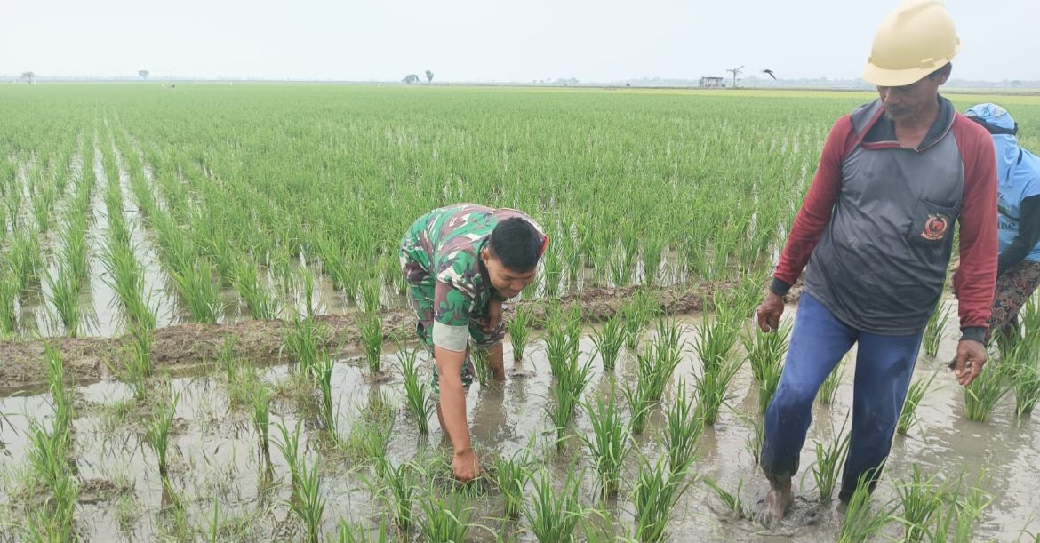 Aksi Nyata TNI, Babinsa Koramil 1603 Lohbener Indramayu Melakukan Pendampingan Di Lahan Pertanian 