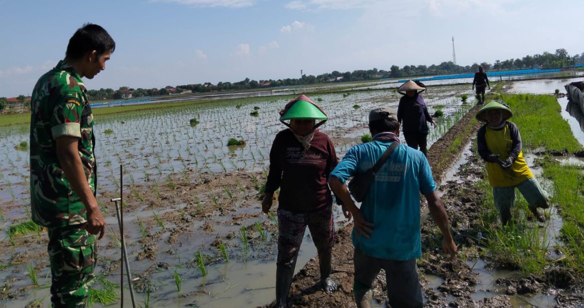 Babinsa Koramil 1609 Juntinyuat Indramayu Melakukan Kegiatan Pendampingan Pertanian Di Wilayah Binaan 