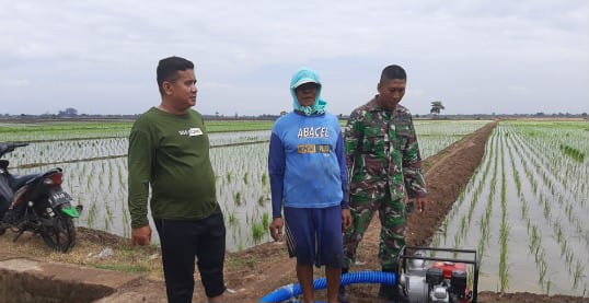 Babinsa Koramil 1604 Jatibarang Indramayu Monitoring Pendampingan Pertanian Lahan Sawah 