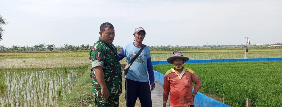Babinsa Koramil 1609 Juntinyuat Indramayu Melakukan Pendampingan Pertanian di Wilayah Binaan 