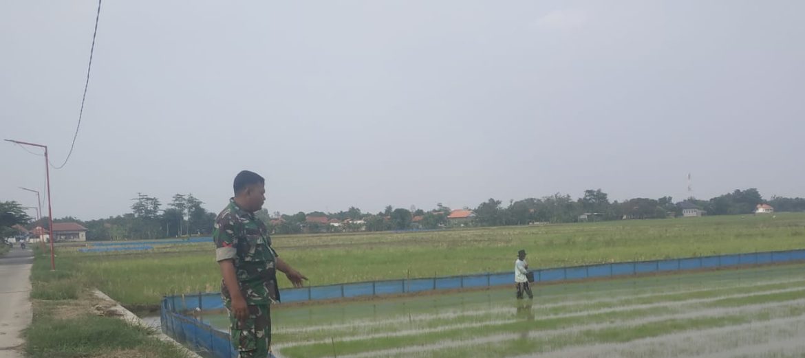Babinsa Koramil 1604 Jatibarang Indramayu Melakukan Monitor Pendampingan Pertanian Lahan Sawah 