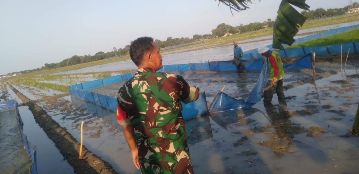 Babinsa Koramil 1603 Lohbener Indramayu Melakukan Pendampingan Pertanian di Blok Pertamina Sawah Petani 