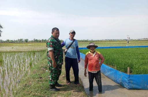Babinsa Koramil 1609 Juntinyuat Indramayu Melakukan Pendampingan Pertanian di Wilayah Binaan 