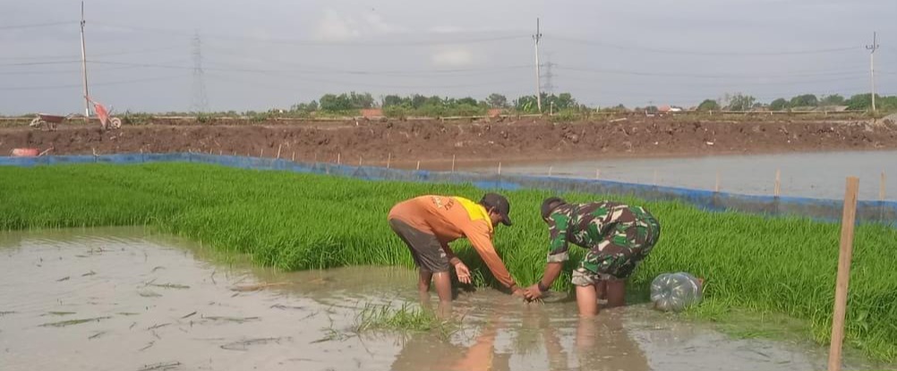 Aksi Nyata TNI Dukung Program Presiden, Babinsa Koramil 1611 Losarang Indramayu Turun Langsung Ke Lahan Persawahan 
