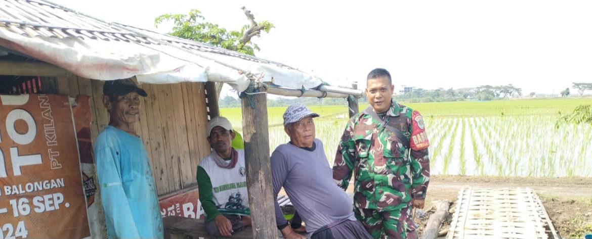 Babinsa Koramil 1601 Indramayu Komsos Bersama Masyarakat Petani Desa Majakerta Di Area Pesawahan Desa Majakerta 