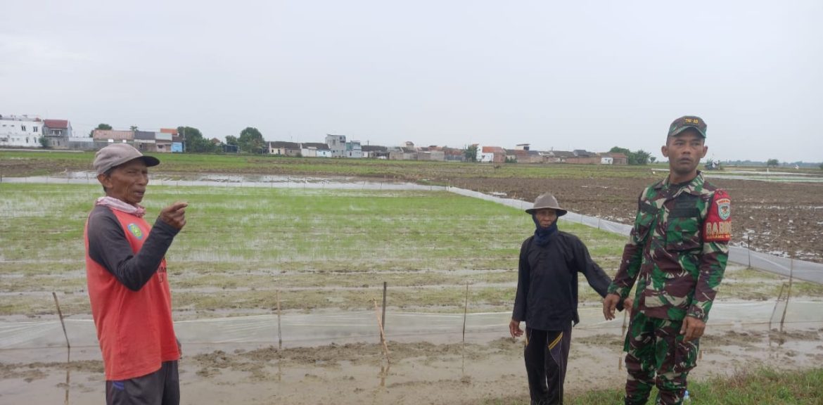 Babinsa Koramil 1603 Lohbener Indramayu Melakukan Pendampingan Pertanian Di Wilayah Binaan 