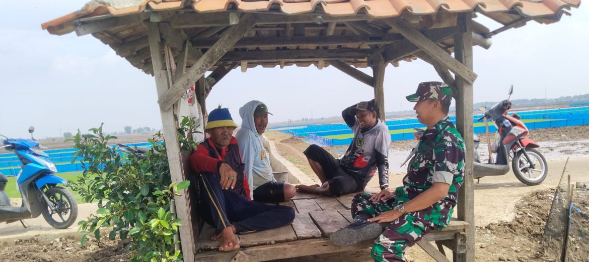 Dukung Peningkatan Swasembada Pangan, Babinsa Koramil 1611 Losarang Indramayu Komsos Dengan Petani 