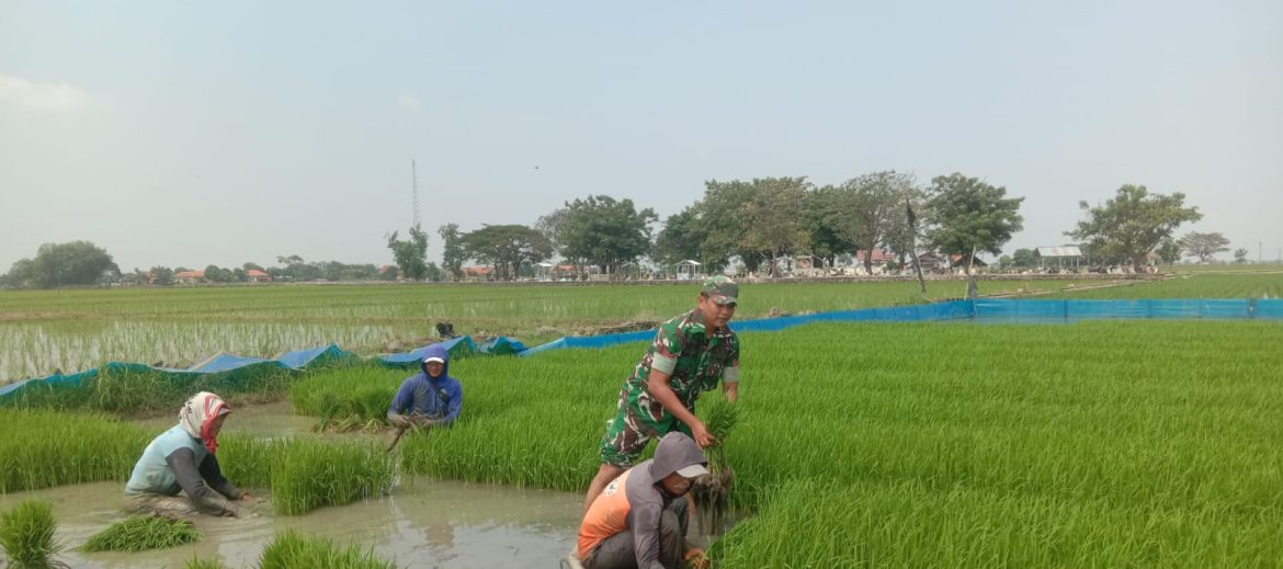 Dukung Program Presiden, Babinsa Koramil 1602 Sindang Indramayu Turun Langsung Ke Lahan Persawahan 