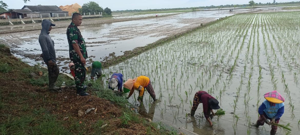 Babinsa Koramil 1609 Juntinyuat Indramayu Monitor LTT di Poktan Lumbung Sri Desa Juntikebon Di Lahan Persawahan 