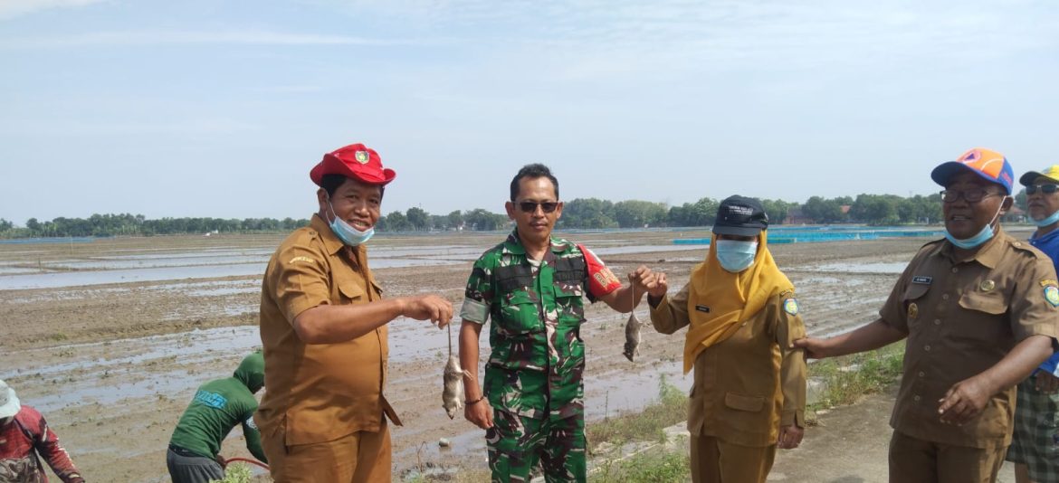 Babinsa Koramil 1601 Indramayu Bersama Masyarakat Menggelar Gropyokan Tikus 
