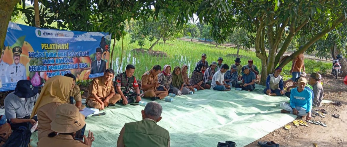 Babinsa Koramil 1609 Juntinyuat Indramayu Hadiri Pelatihan Budidaya Jeruk Kelompok Tani Bunga Padi