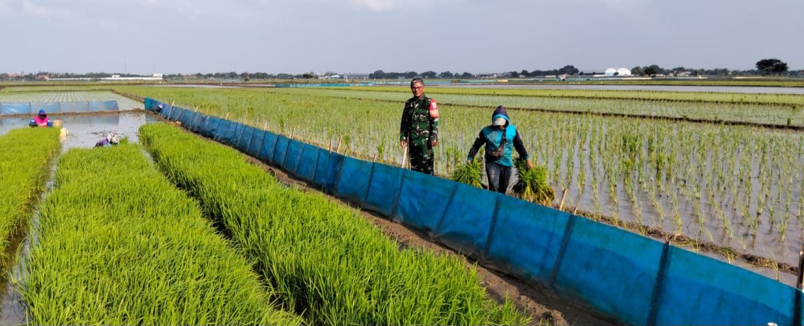 Babinsa Koramil 1609 Juntinyuat Indramayu Monitor Percepatan Tanaman LTT Musim Gaduh 2025