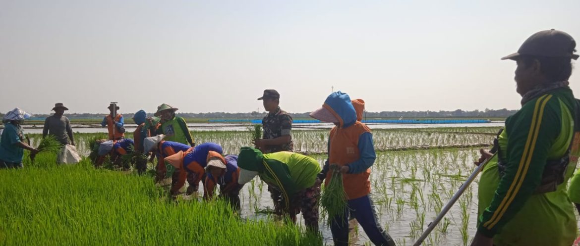 Aksi Nyata TNI, Babinsa Koramil 1602 Sindang Indramayu Bersama Petani Turun Langsung Ke Lahan Persawahan 