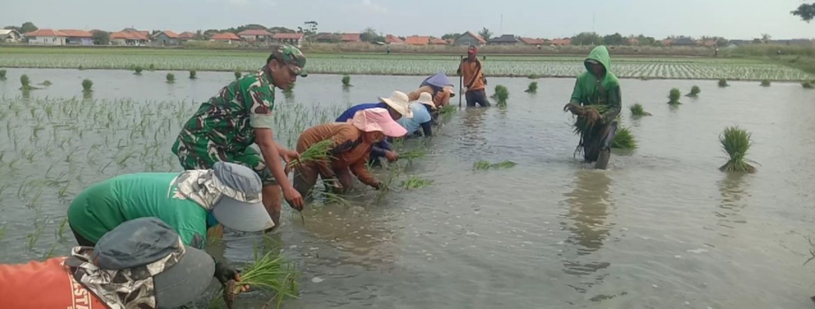 Bersama Rakyat TNI Kuat, Babinsa Koramil 1602 Sindang Indramayu Bantu Petani Melakukan Pendampingan Pertanian 