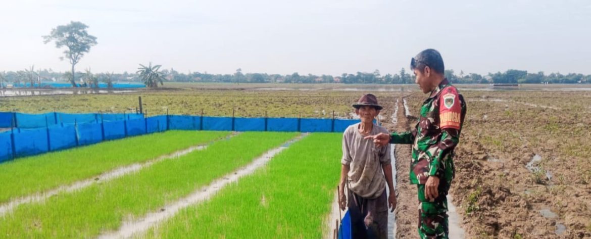 Babinsa Koramil 1603 Lohbener Indramayu Monitoring Pendampingan Pertanian Pasca Panen di Desa Arahan Lor 