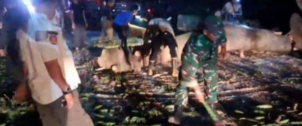 Jalan Pantura Macet Akibat Pohon Roboh, Koramil 1611 Losarang Indramayu Bersama Petugas BPBD Lakukan Evakuasi