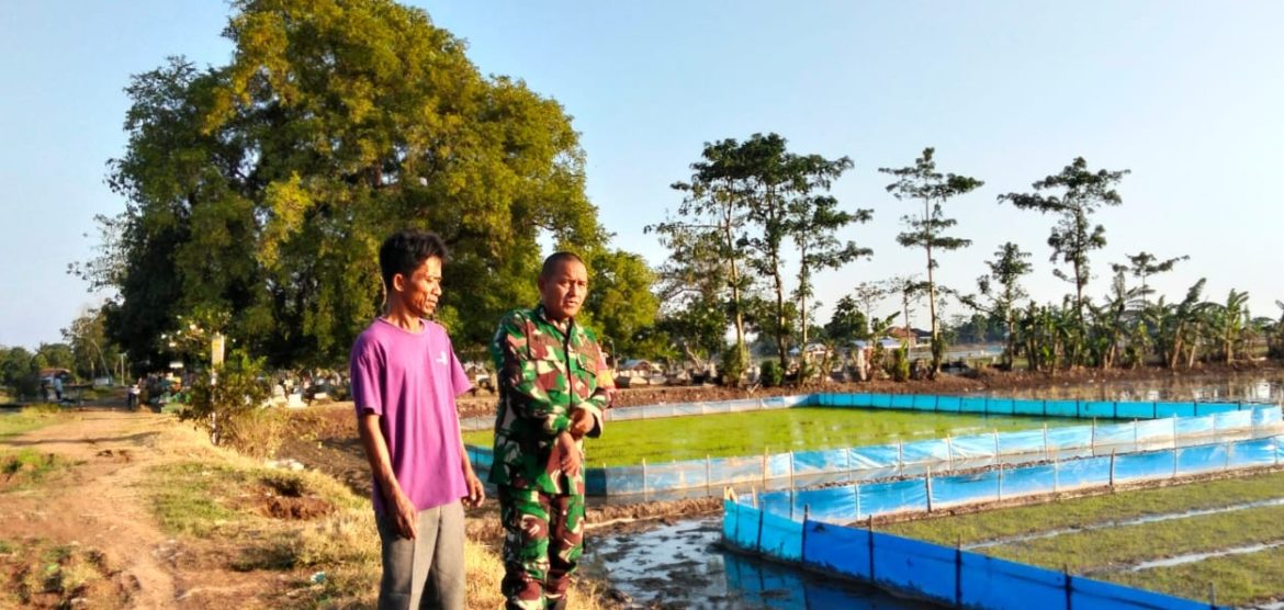 Dukung Program Presiden, Babinsa Koramil 1603 Lohbener Indramayu Monitoring Pendampingan Pertanian Pasca Panen 