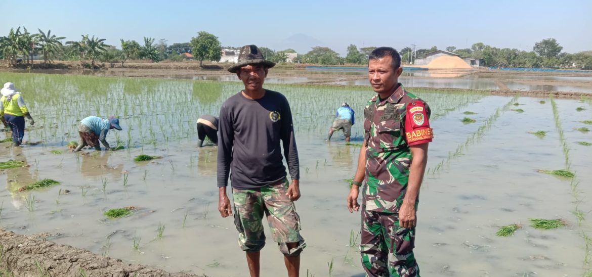 TNI Garda Terdepan Mendukung Progam Ketahanan Pangan, Babinsa Koramil 1604 Jatibarang Indramayu Lakukan Pendampingan Pertanian