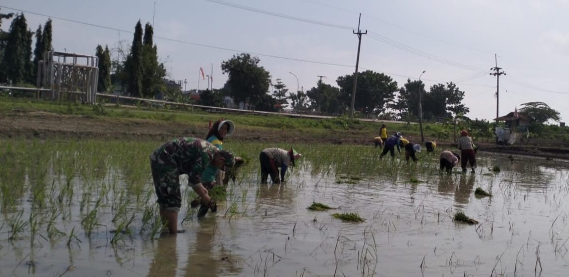Dukung Program Presiden, Kopda Suhardi Babinsa Koramil 1611/Losarang Indramayu Melakukan Pendamping Pertanian 