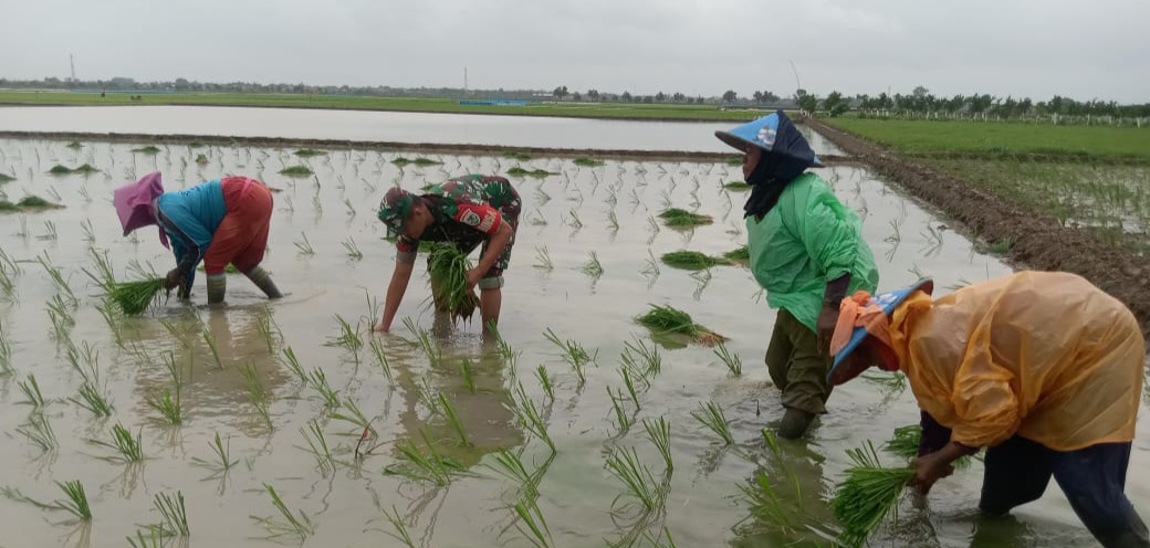 Karya Bhakti TNI, Babinsa Koramil 1609 Juntinyuat Indramayu Bantu Petani Lakukan Penanaman Padi Secara Konvensional 