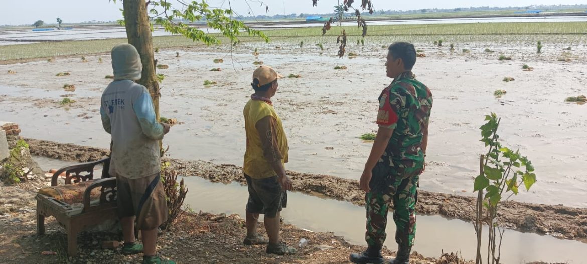 Dukung Program Ketahanan Pangan Nasional, Babinsa Koramil 1603 Lohbener Indramayu Melakukan Pendampingan Pertanian 