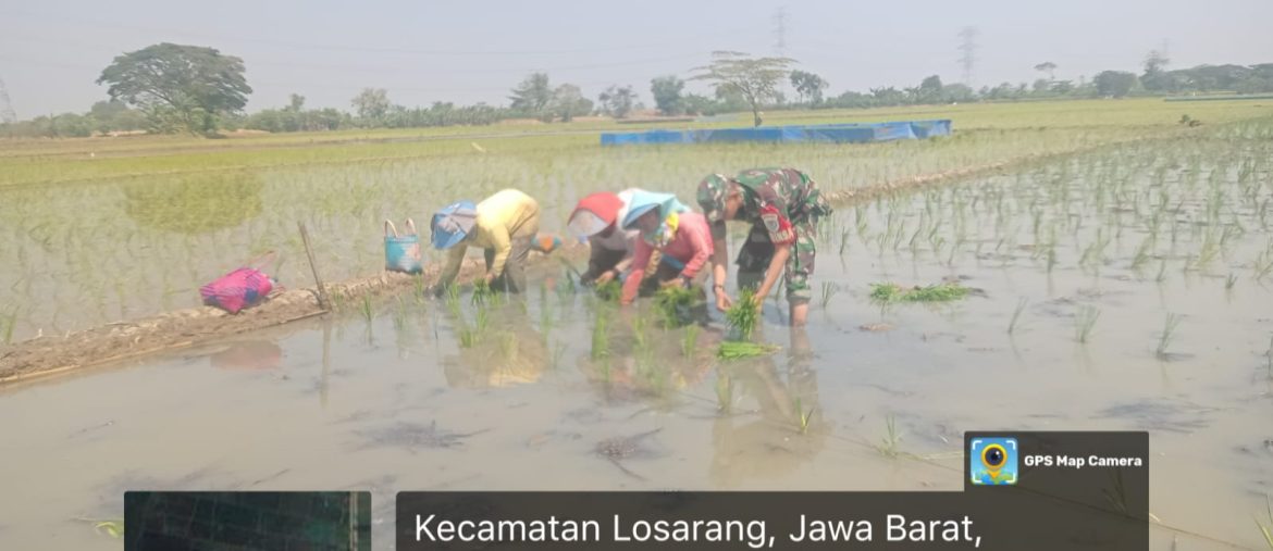 Tingkatkan Program Ketahanan Pangan, Babinsa Koramil 1611 Losarang Indramayu Melakukan Pendampingan Pertanian