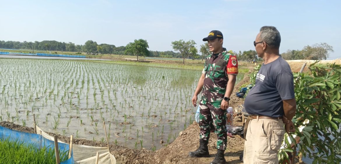 Dukung Program Ketahanan Pangan, Babinsa Koramil 1603 Lohbener Indramayu Melakukan Pendampingan Pertanian 