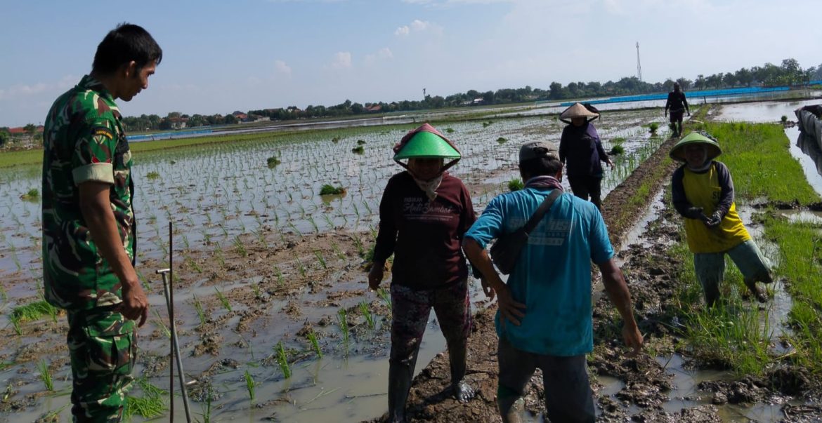 Babinsa Koramil 1609 Juntinyuat Indramayu Monitor Percepatan Tanam LTT Musim Gaduh Tahun 2025