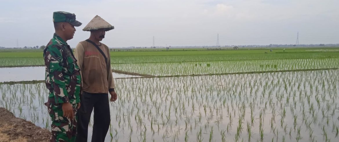 Pendampingan Pertanian Koramil 1611/Losarang Indramayu Bersama Para Petani Pemilik Lahan Sawah 