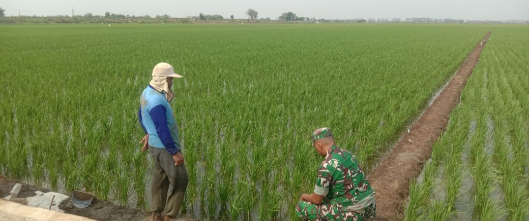 Babinsa Koramil 1602 Sindang Indramayu Melakukan Pendampingan Pertanian Bersama Poktan Sumber Sri Jaya 