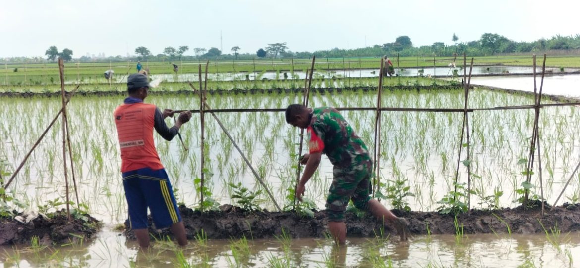 Babinsa Koramil 1609 Juntinyuat Indramayu Melakukan Pendampingan Petani Menanam Sayuran Labu Siam dan Sulam Bibit Padi