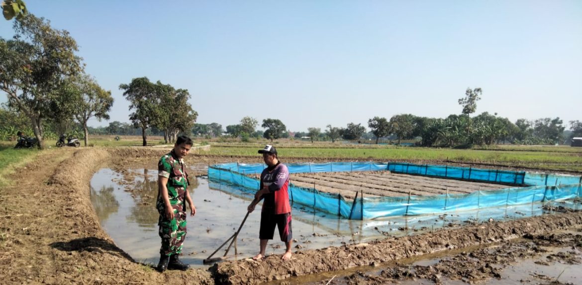 Tingkatkan Swasembada Pangan, Babinsa Koramil 1605 Sukagumiwang Indramayu Lakukan Monitoring dan Pendampingan Pertanian Olah Lahan di Desa Gedangan