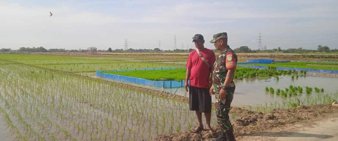 Dukung Program Ketahanan Pangan, Babinsa Koramil 1611 Losarang Indramayu Melakukan Pendampingan Pertanian di Desa Puntang