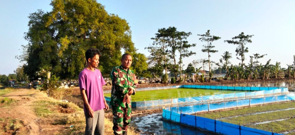 Babinsa Koramil 1603 Lohbener Indramayu Melakukan Pendampingan Pertanian di Wilayah Binaan 