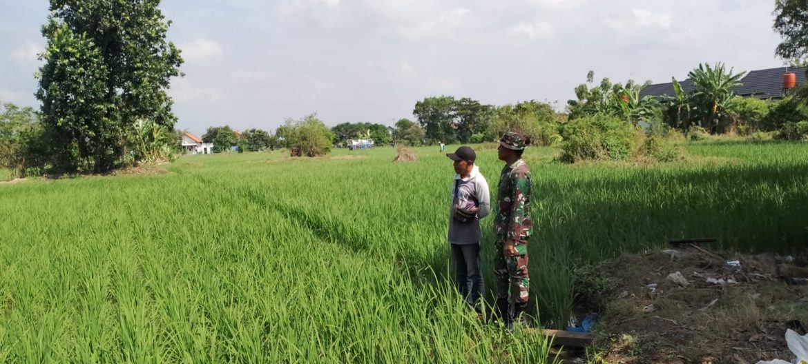 Babinsa Koramil 1603 Lohbener Indramayu Melakukan Pendampingan Pertanian di Sawah Desa Pamayahan 