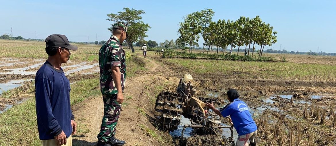Babinsa Koramil 1605 Sukagumiwang Indramayu Monitoring Dan Pendampingan Pertanian Olah Lahan Desa Jengkok 
