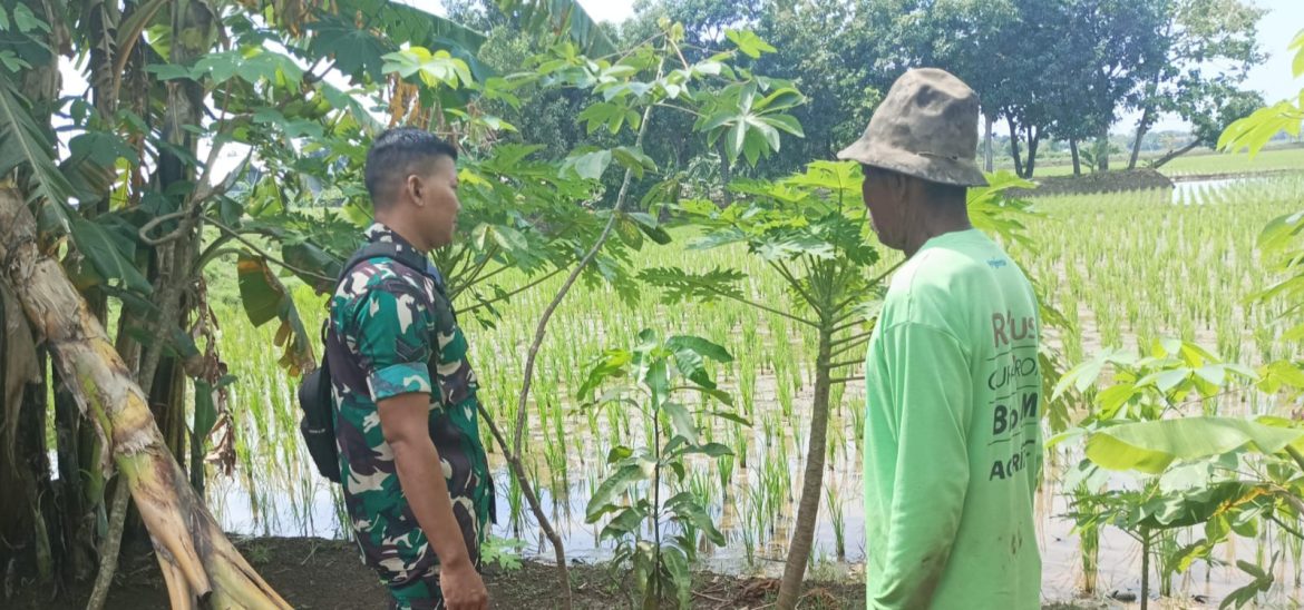 Tingkatkan Swasembada Pangan, Babinsa Koramil 1603 Lohbener Indramayu Melakukan Pendampingan Pertanian 