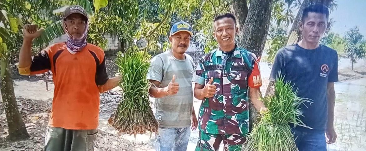 Babinsa Koramil 1609 Juntinyuat Indramayu Lakukan Pendampingan pertanian
