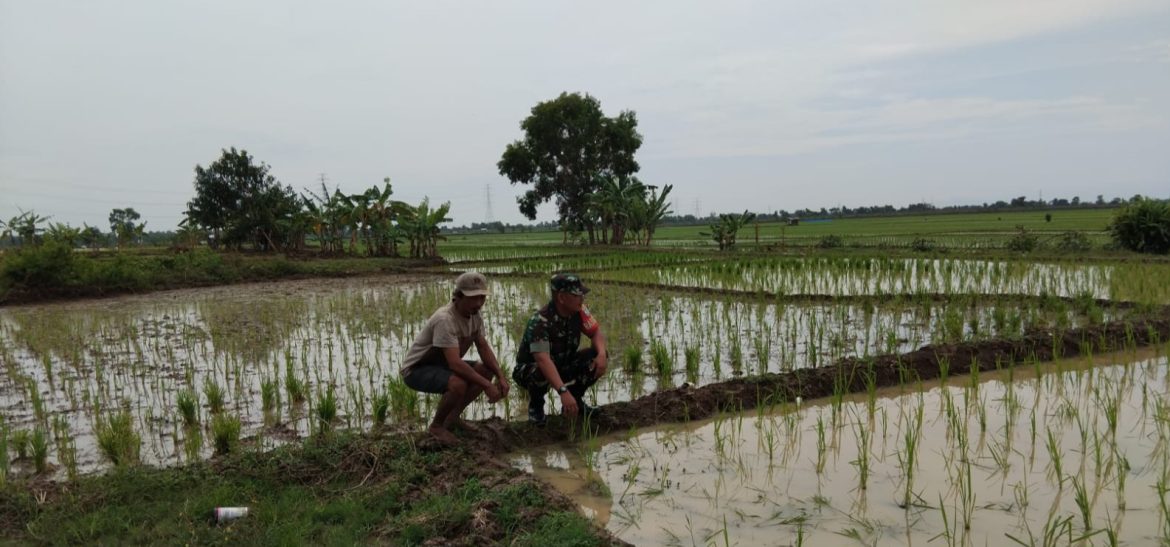 Anggota Koramil 1603 Lohbener Indramayu Lakukan Pendampingan Pertanian Bertempat di Persawahan Desa Tawangsari