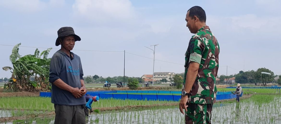 Anggota Koramil 1602 Sindang Indramayu Adakan Kegiatan Pendampingan Kelompok Tani Desa Panyindangan Wetan 