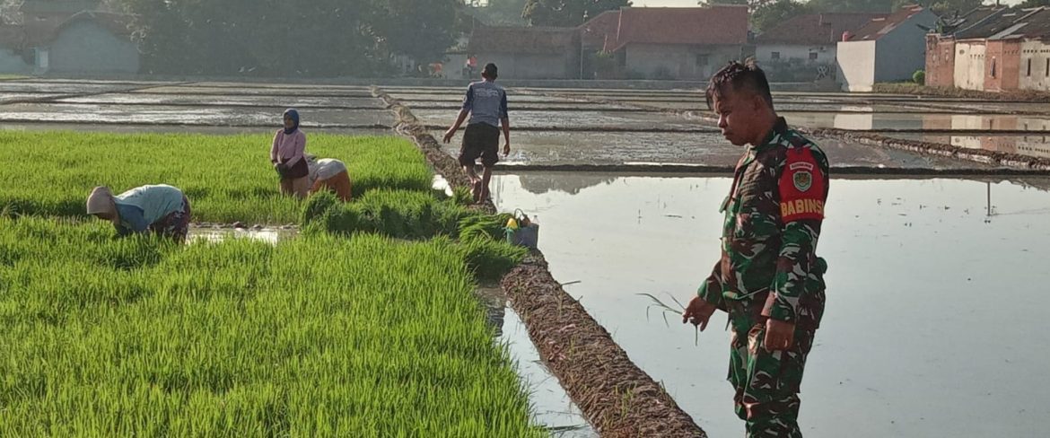 Anggota Koramil 1605 Sukagumiwang Indramayu monitoring dan Pendampingan Pertanian Olah Lahan di Desa Kliwed