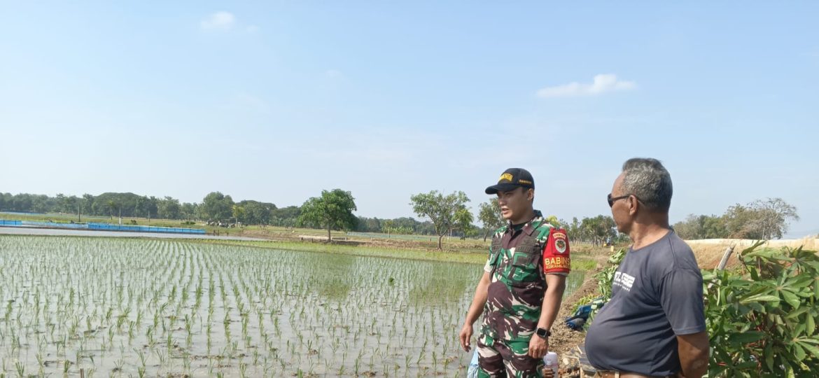 Babinsa Koramil 1603 Lohbener Indramayu Lakukan Pendampingan Pertanian di Desa Lohbener