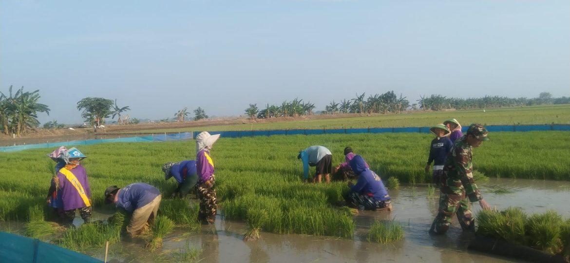 Petani Apresiasi TNI, Babinsa Koramil 1602 Sindang Indramayu Bantu Petani Turun Langsung di Lahan Persawahan 
