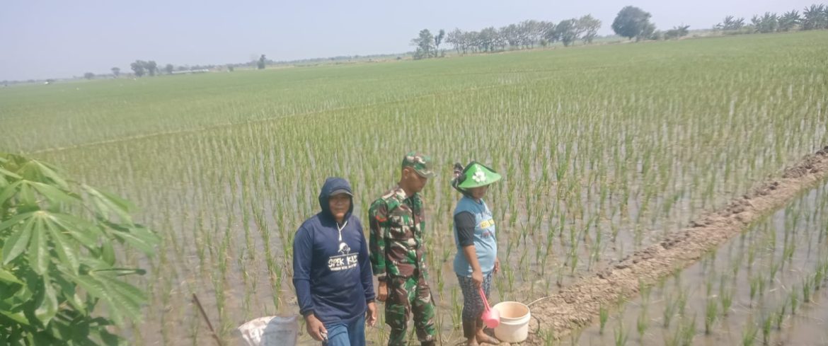 Anggota Koramil 1611 Losarang Indramayu Lakukan Pendampingan pertanian di Blok kemisan Desa Puntang 